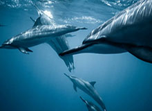 开云体育安卓下载-Siuuuuu！DRX中单Ucal比赛获胜后做出C罗招牌庆祝动作